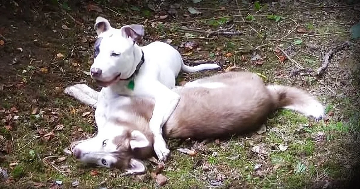 This Husky Was Separated From Her Best Friend When They Were Pups. One Day She Looks Outside...