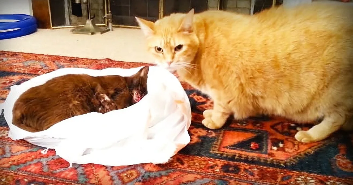 Cat's Friend Died From Cancer, so His Owners Let Him Say 'Goodbye.' Now Watch How He Reacts