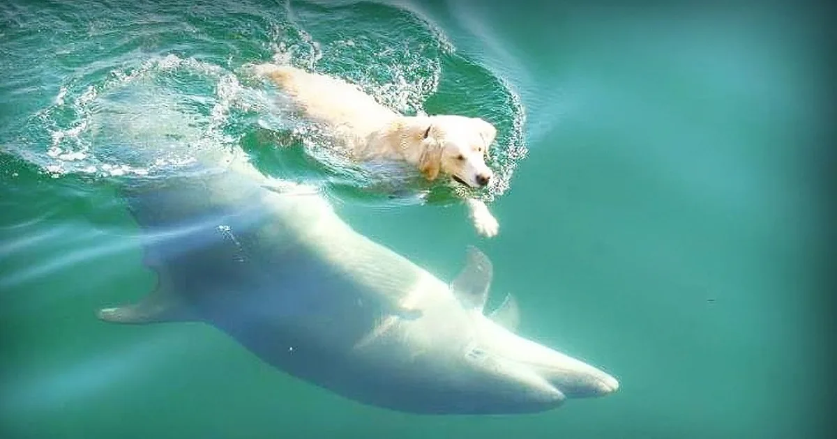 A golden retriever swims gracefully in the ocean, surrounded by dolphins.