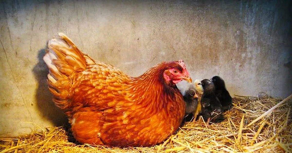 A red and brown chicken sits on straw, surrounded by small chicks, in a cozy, rustic setting.