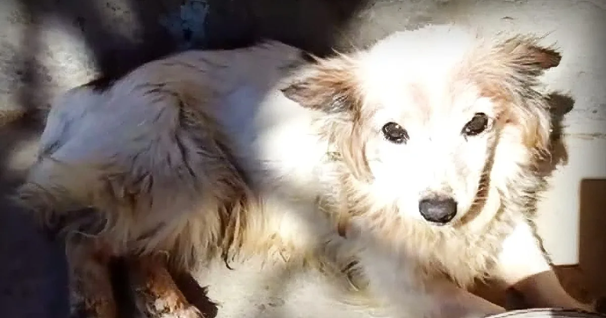 Owners Force Family Dog to Live Outside and Then Decide to Get Rid of Her for the Worst Reason