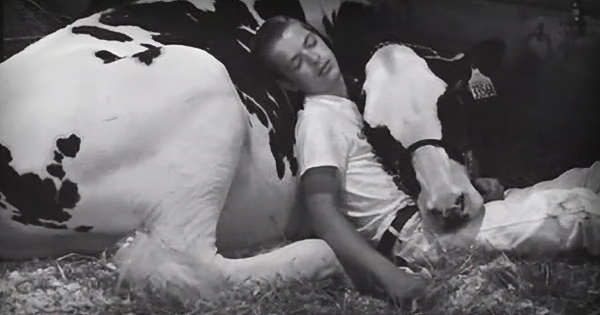 Teen and His Cow Lose at State Fair but Win the Heart of Millions After Taking a Nap Together