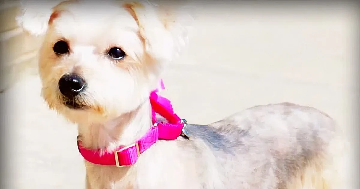 A fluffy white dog with a pink collar and harness is looking directly at the camera.