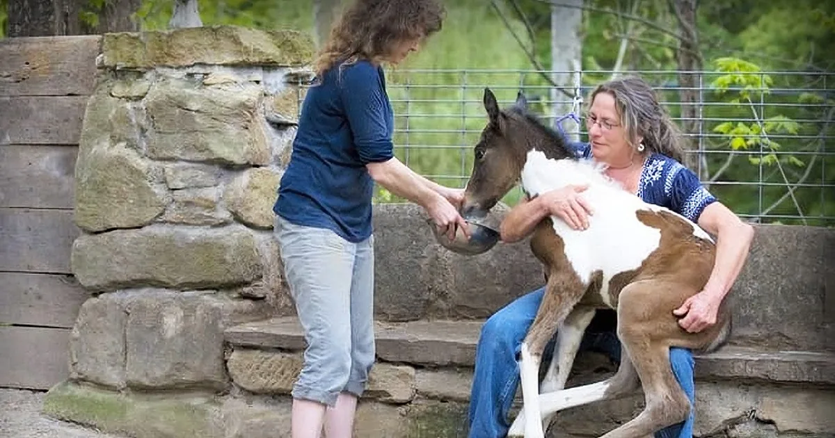 Two women are feeding a young horse with a bottle in a rustic outdoor setting.
