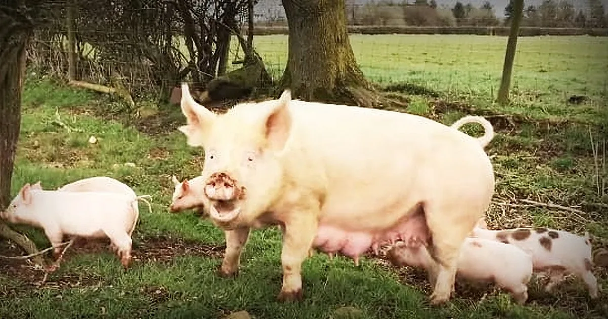 Mother Pig and Her Piglets Get to Go Outside for Very First Time After Being Rescued! Freedom!
