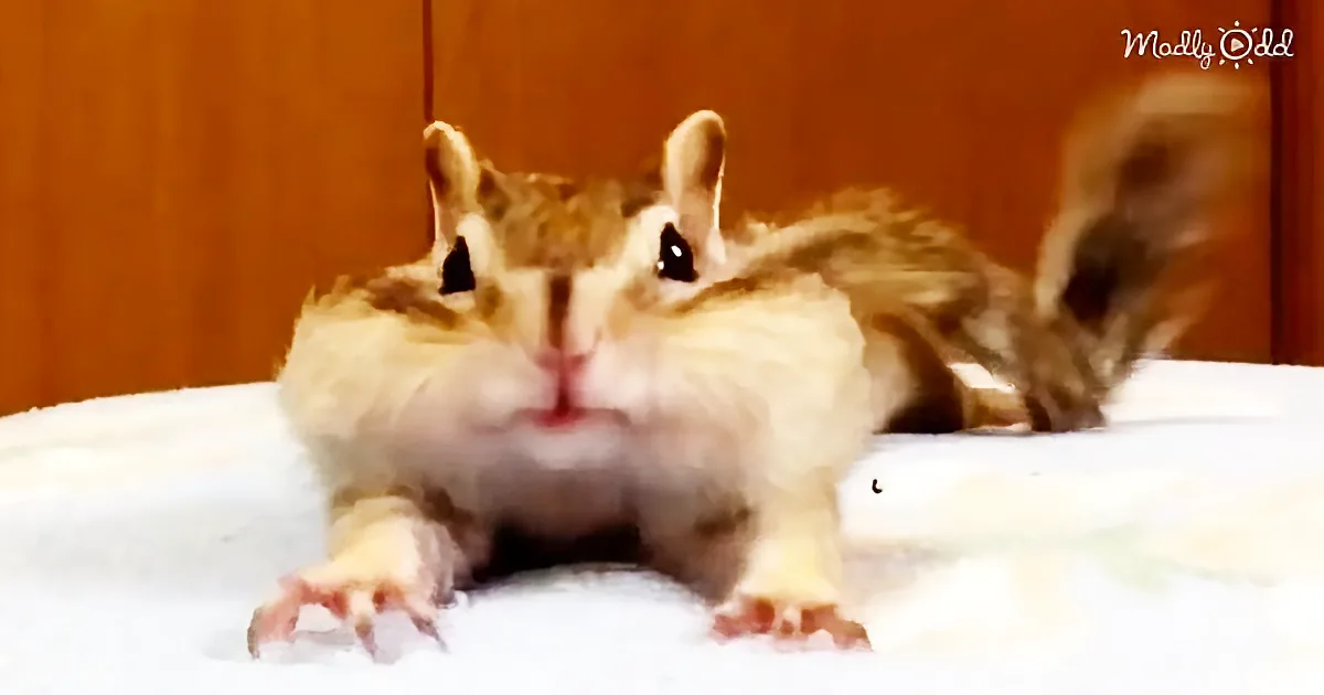 A chipmunk is lying on its back on a white surface, appearing relaxed with its paws spread out.