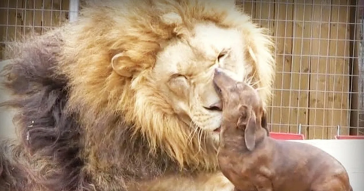 A lion is seen interacting with a group of puppies, showcasing a tender moment of interspecies connection.