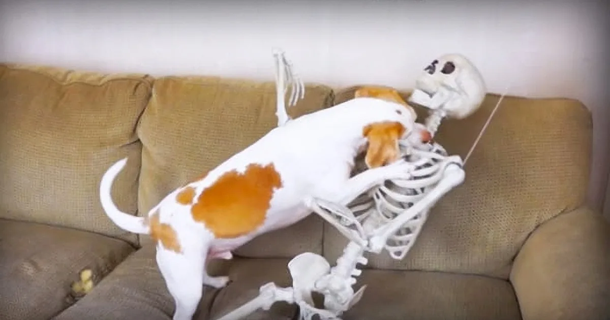 A Beagle Is Relaxing on His Couch on Halloween Eve When a Skeleton Suddenly Shows Up