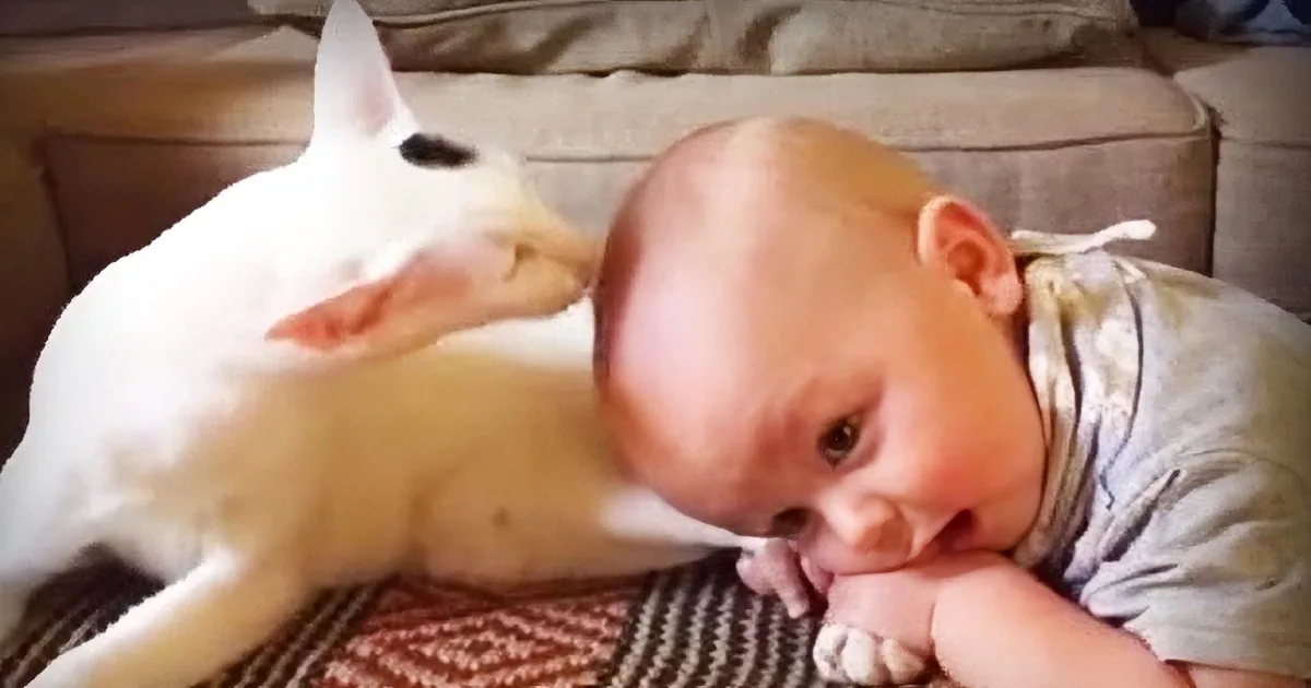A baby and a white dog are interacting closely, with the dog gently touching the baby's face.