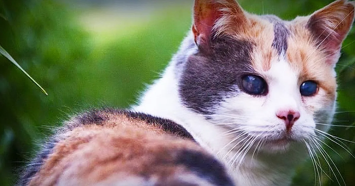He Took His Cat for a Hike up the Mountain. Wait Until You See the Cat's Eyes...