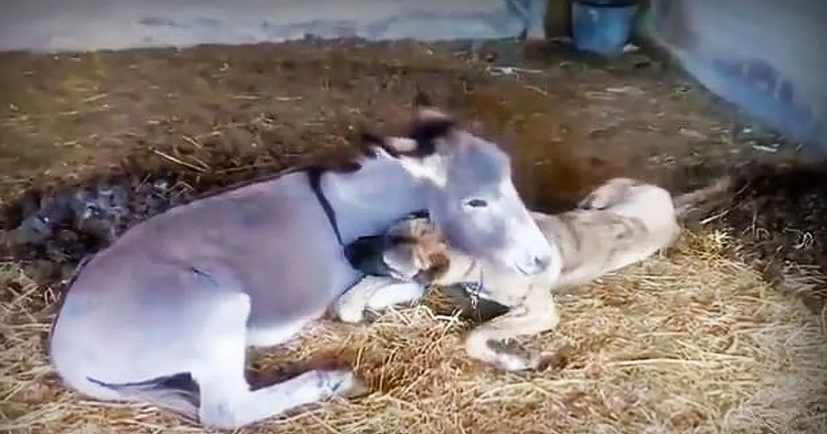 Disabled Dog Was Sad Because No Dogs Would Play With Her. Watch How This Donkey Cheers Her Up.