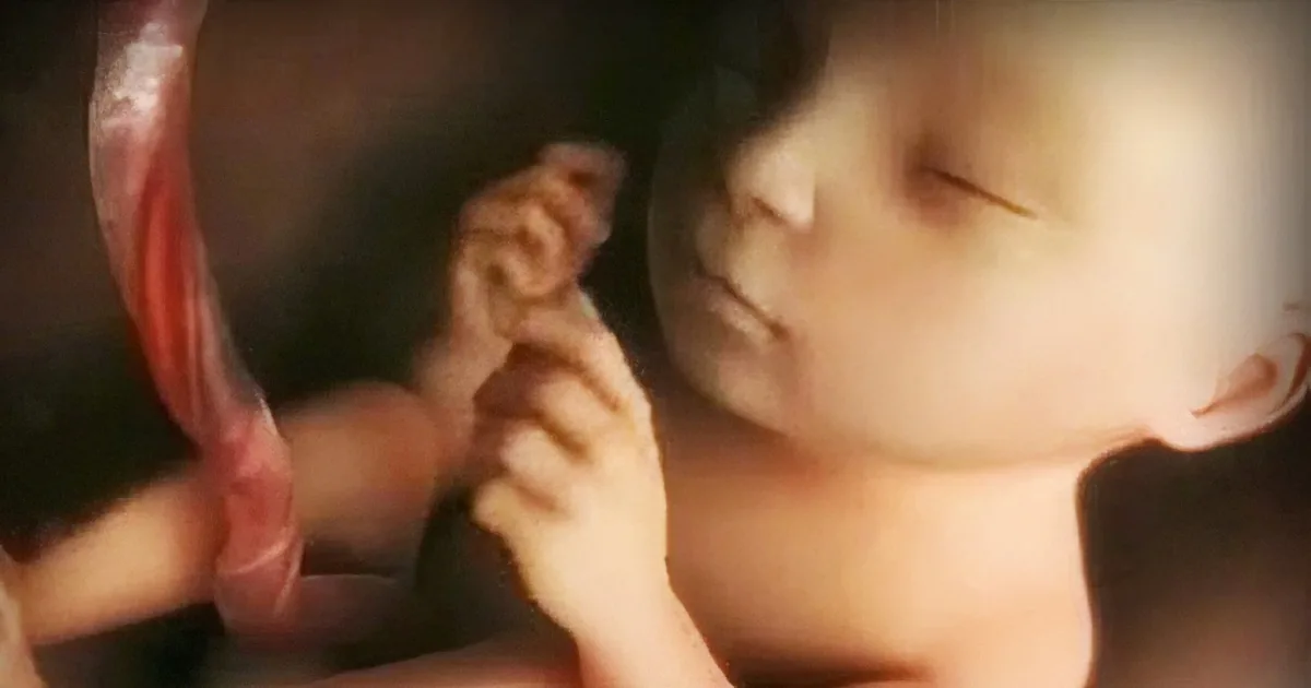 Life in the Womb: 9 Months in 4 Minutes - Breathtaking