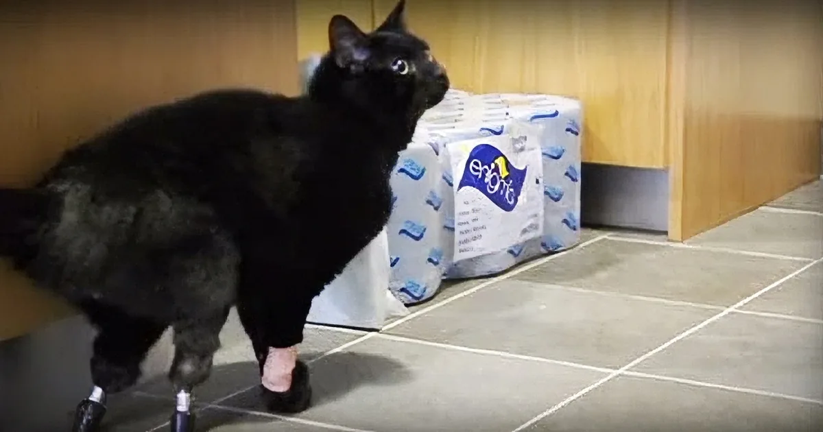 A black cat with prosthetic legs stands on a tiled floor, looking up.
