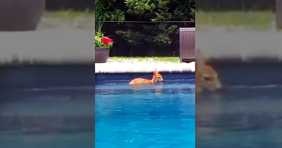 Woman Sees Strange Animal in Her Pool and After Realizing It''s Not a Dog, She Grabs the Camera