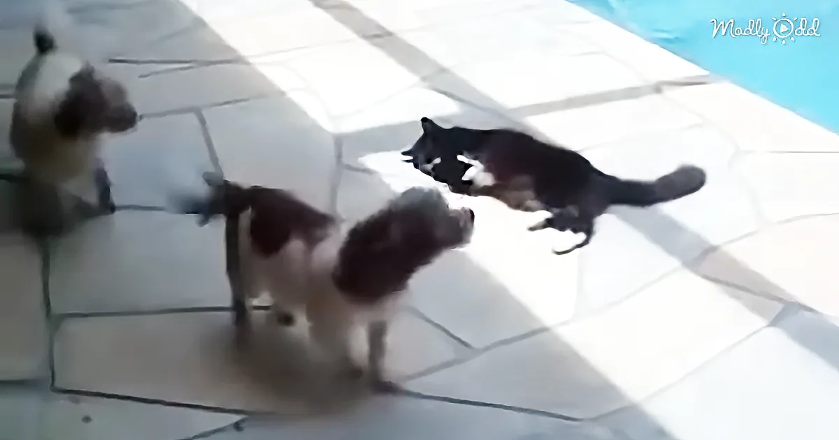 The Funniest Argument Ever: Annoyed Cat Shoves a Dog Into the Swimming Pool!