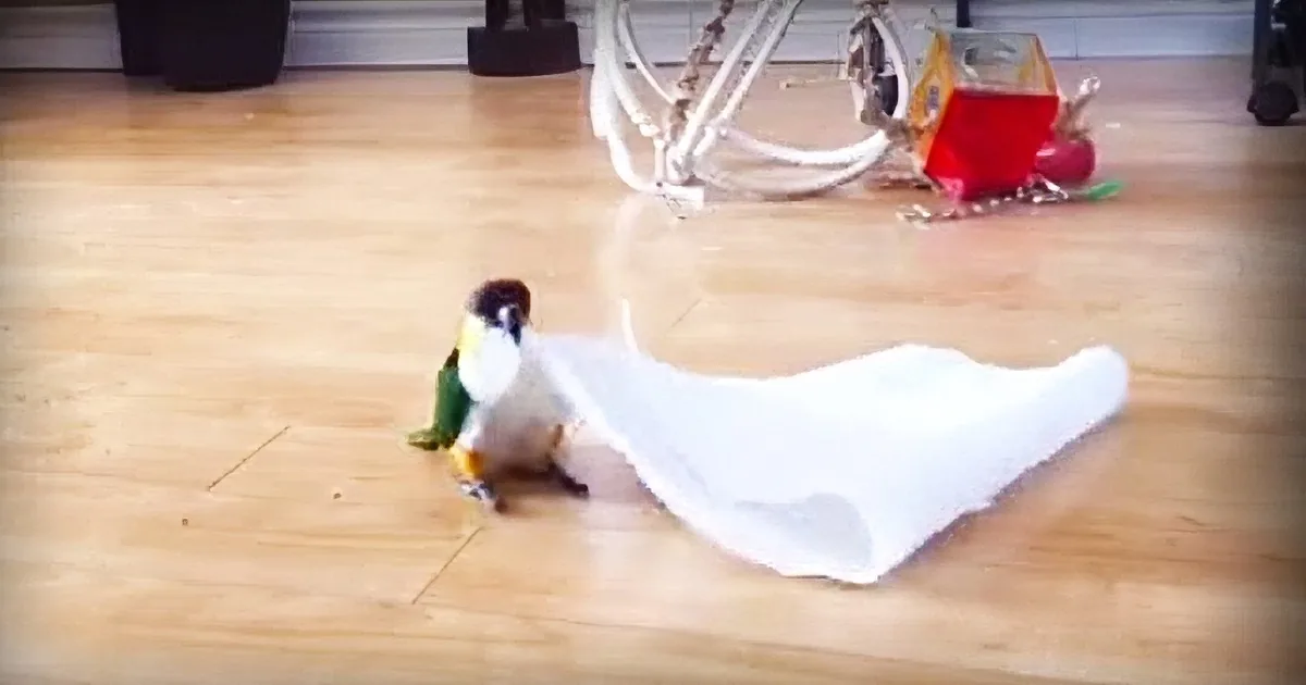 Adorable Parrot Notices a Paper Towel on the Floor, Then Has the Most Hysterical Freak out Ever.