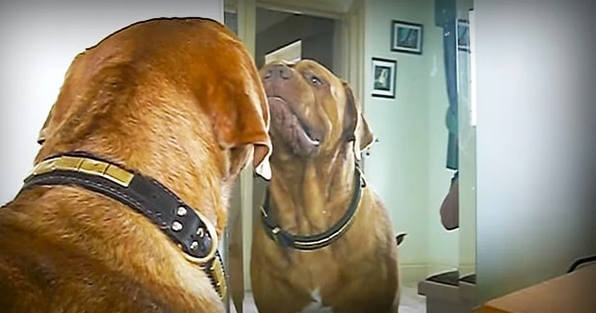 Giant Dog Sees Himself in the Mirror for the First Time. a Tense Confrontation Ensues