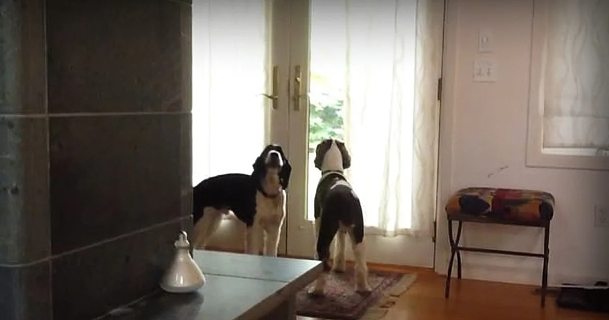 She Used a Camera to See What Her Dogs Do When She Leaves. Just Seconds Later Mom Was Surprised