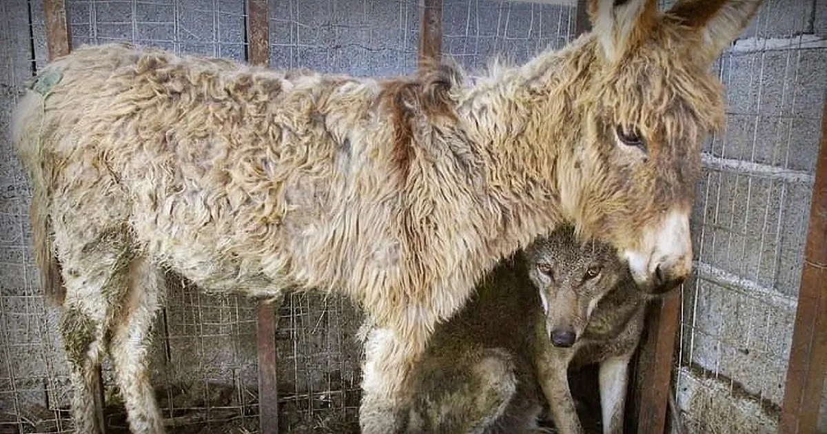 Donkey That Couldn''t Work Was Set to Be Killed - - Wolf''s Next Move Stunned the Entire Village