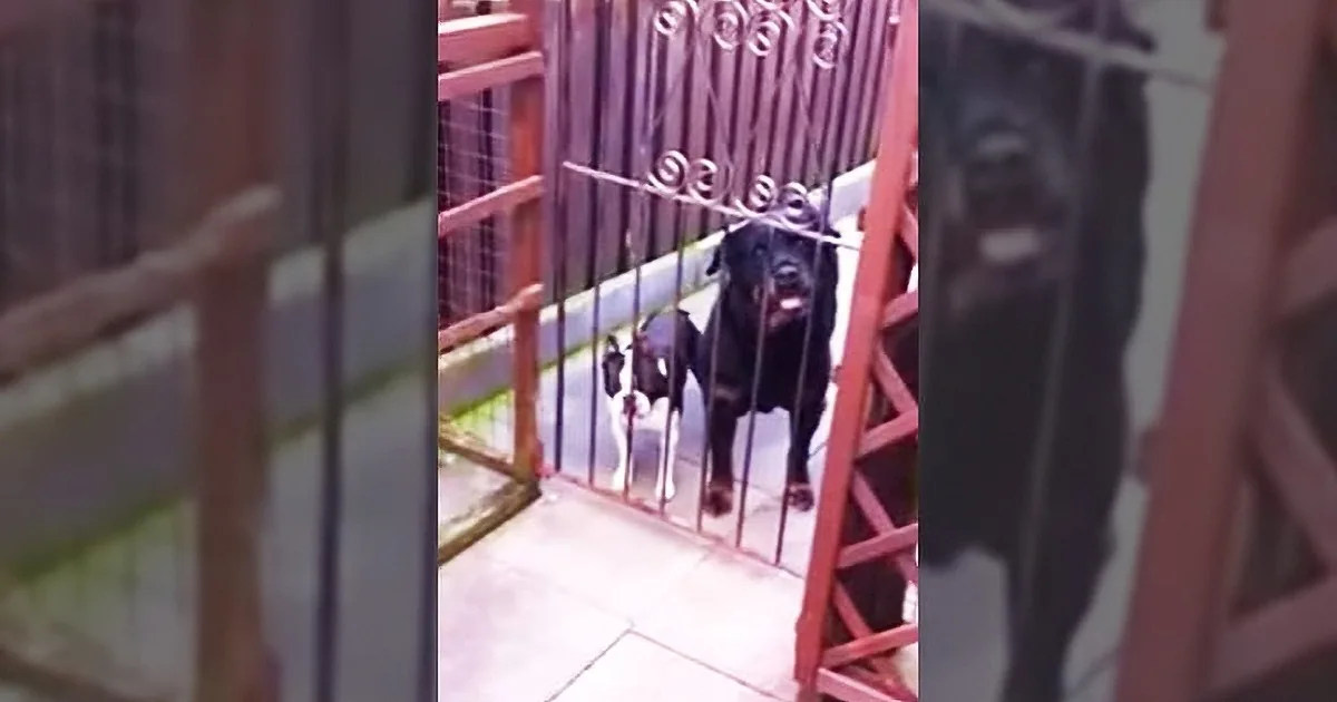 He Walks Past a Gate and Says Hello to the Dogs. a Little One Has the Craziest Response Ever