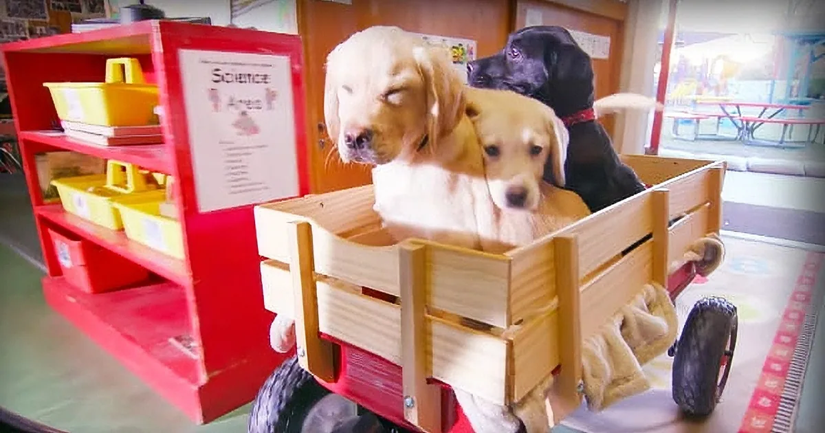 Two puppies in a wooden crate, surrounded by classroom shelves and toys.