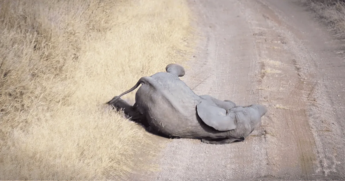 A person in a gray outfit lies on a dirt path next to dry grass.