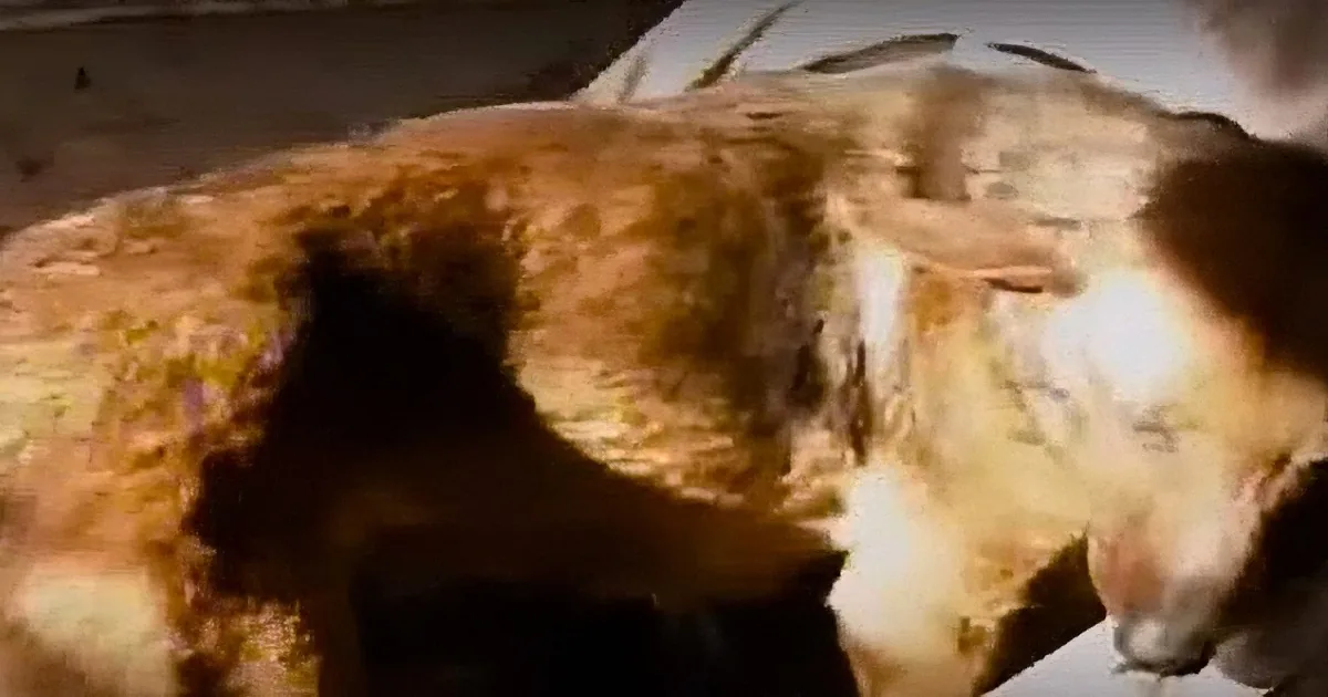 A dog with a golden coat is curled up, appearing to be resting or sleeping.