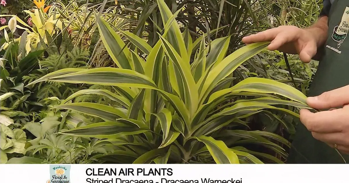 Can''t Fall Asleep at Night? Put These Six Plants in Your Bedroom for Instant Relief