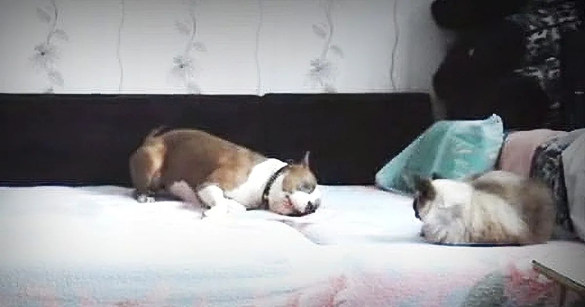 This Pit Bull Isn''t Allowed on the Bed. His Mom Got Suspicious and Set up a Hidden Camera...
