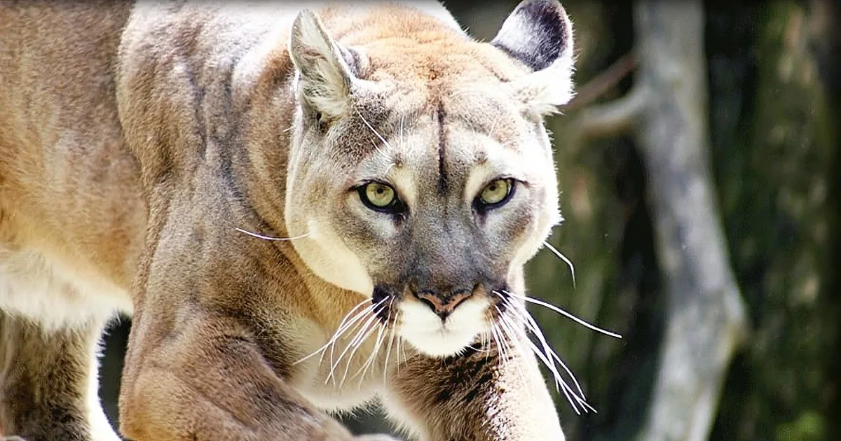 Circus Lion Lived in an Old Pickup Truck for 20 Years. Watch His Reaction When They Free Him