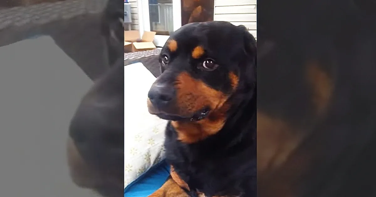 A Rottweiler dog with a black and brown coat is sitting on a blue cushion, looking to the side.