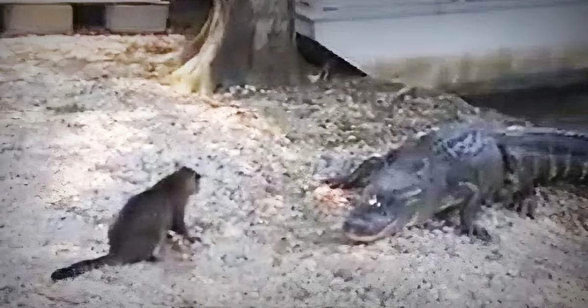 Alligator Gets Dangerously Close to Young Boy - Then Cat Steps up to Take Care of the Problem
