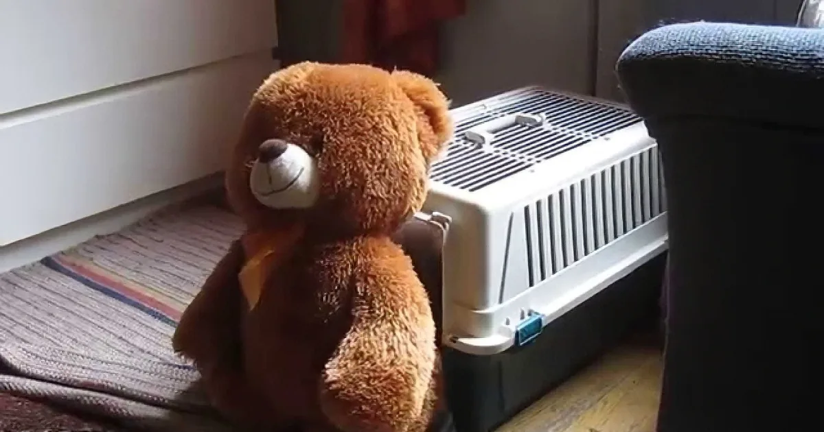 Man Is Determined to Catch the One Responsible for Taking the Teddy Bear and the Footage Is Hilarious
