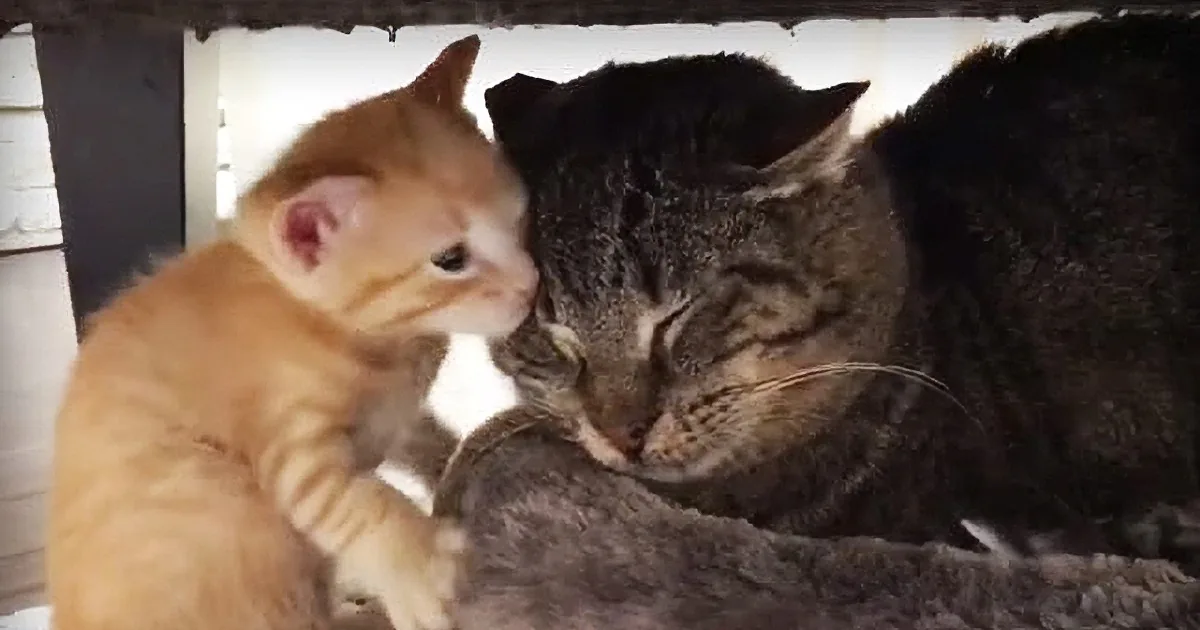 Ancient Battle-Scarred Feral Cat Meets Tiny Kittens