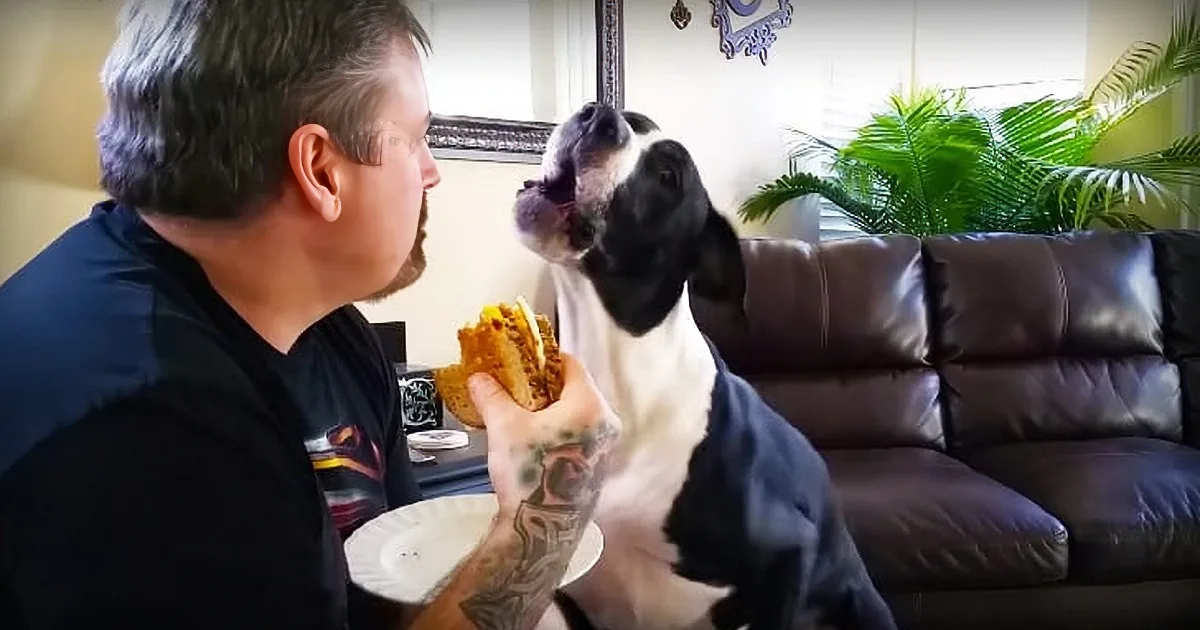 Man Won''t Give Dog a Bite of His Sandwich. Dog Throws Tantrum and Has Everyone LOL