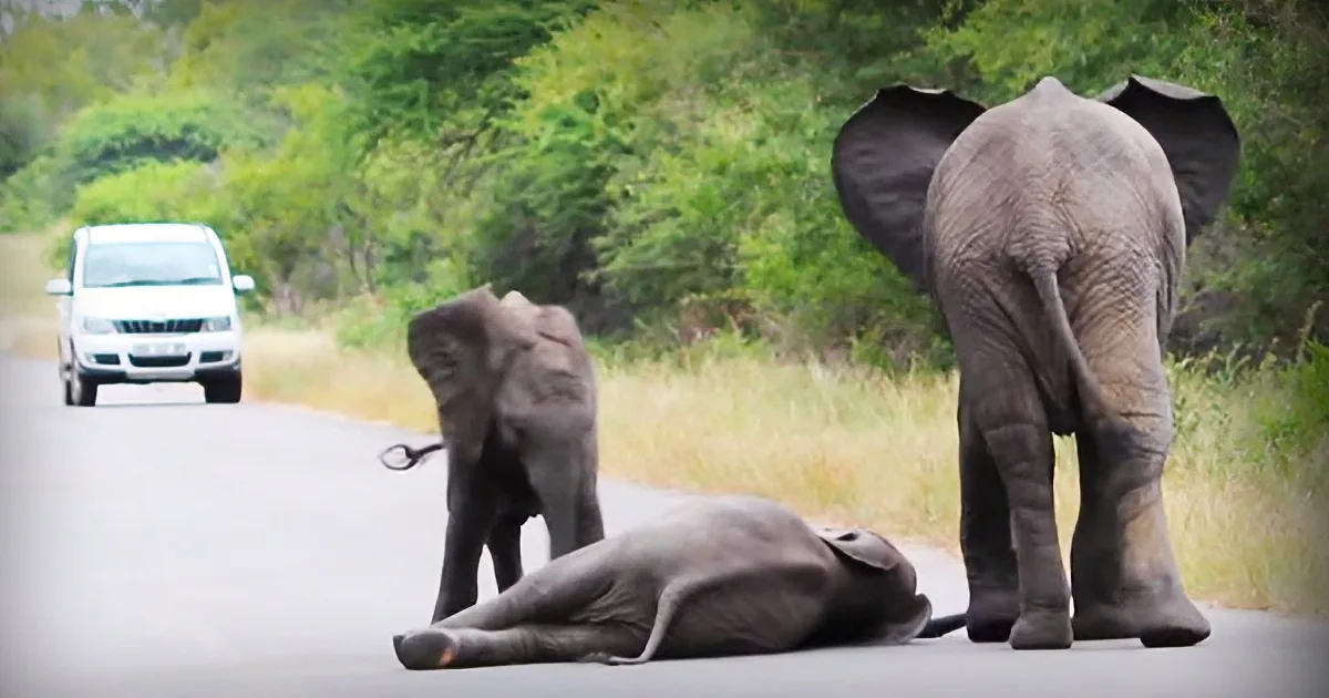 Baby Elephant Collapses in the Middle of the Road. Now Watch the Entire Herd Come to the Rescue