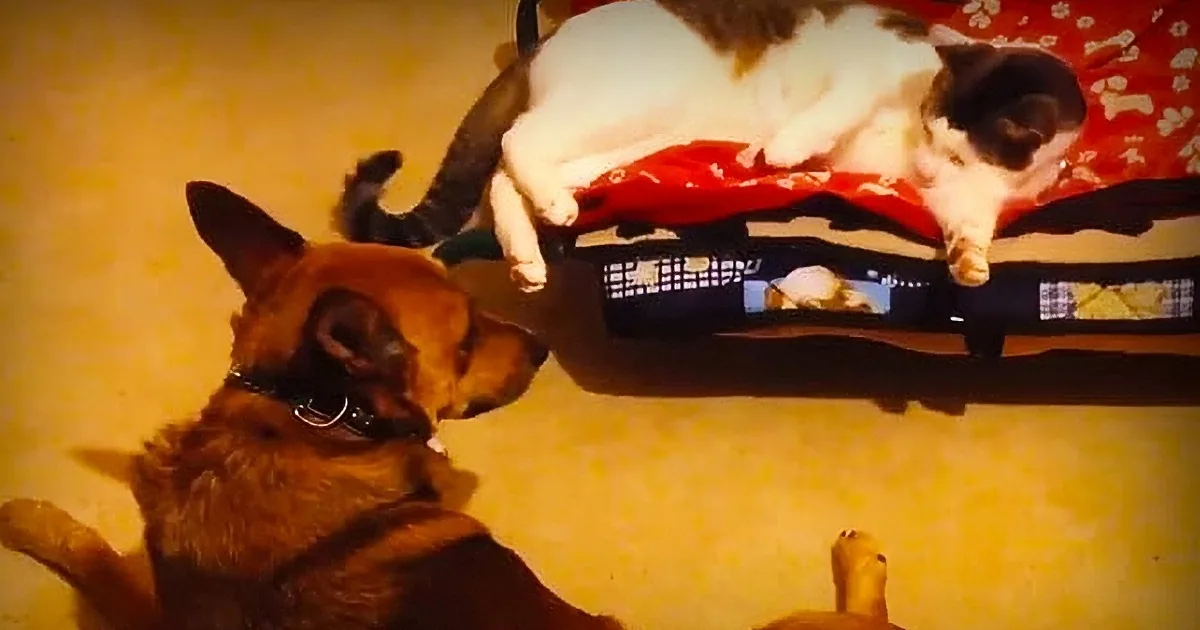 The Way These Dogs React to Finding Cats Sleeping in Their Beds Will Leave You in Stitches