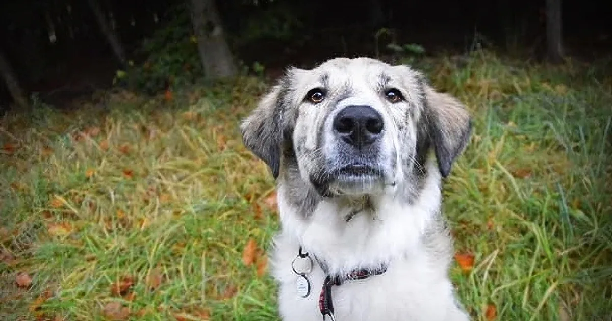 Woman Approaches Stray on the Beach and Lures Her Into Her Car -- What Comes Next Is Amazing