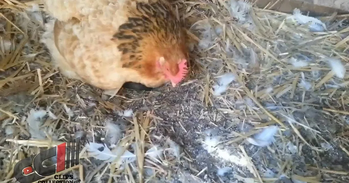 He Thought His Hen Was Acting Odd Sitting on Her Eggs. Wait Until You See What''s She''s Hiding
