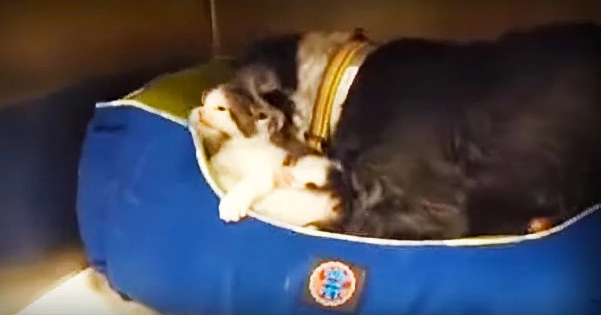Homeless Dog Rescues and Nurses an Abandoned Kitten. This Will Definitely Melt Your Heart