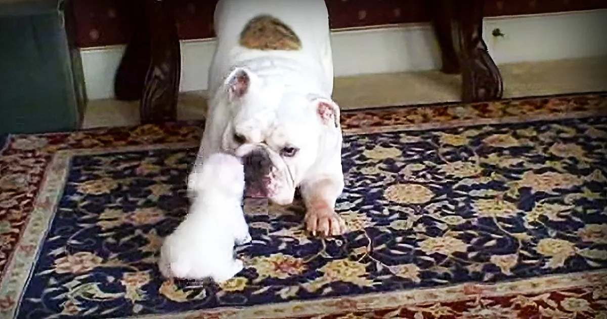 Mom Tries to Groom Her Little Pup. the Little One Protests by Throwing a Totally Cute Temper Tantrum