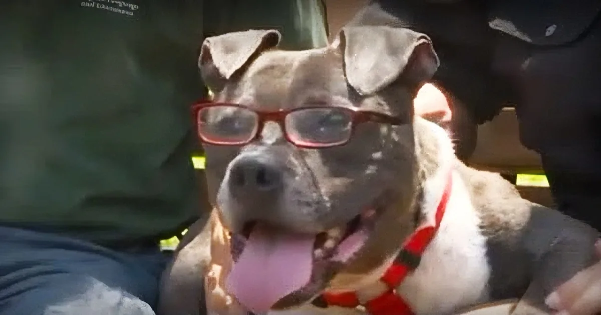 Blind Pit Bull Refuses to Leave This Woman''s Arms. Now Watch What She Does