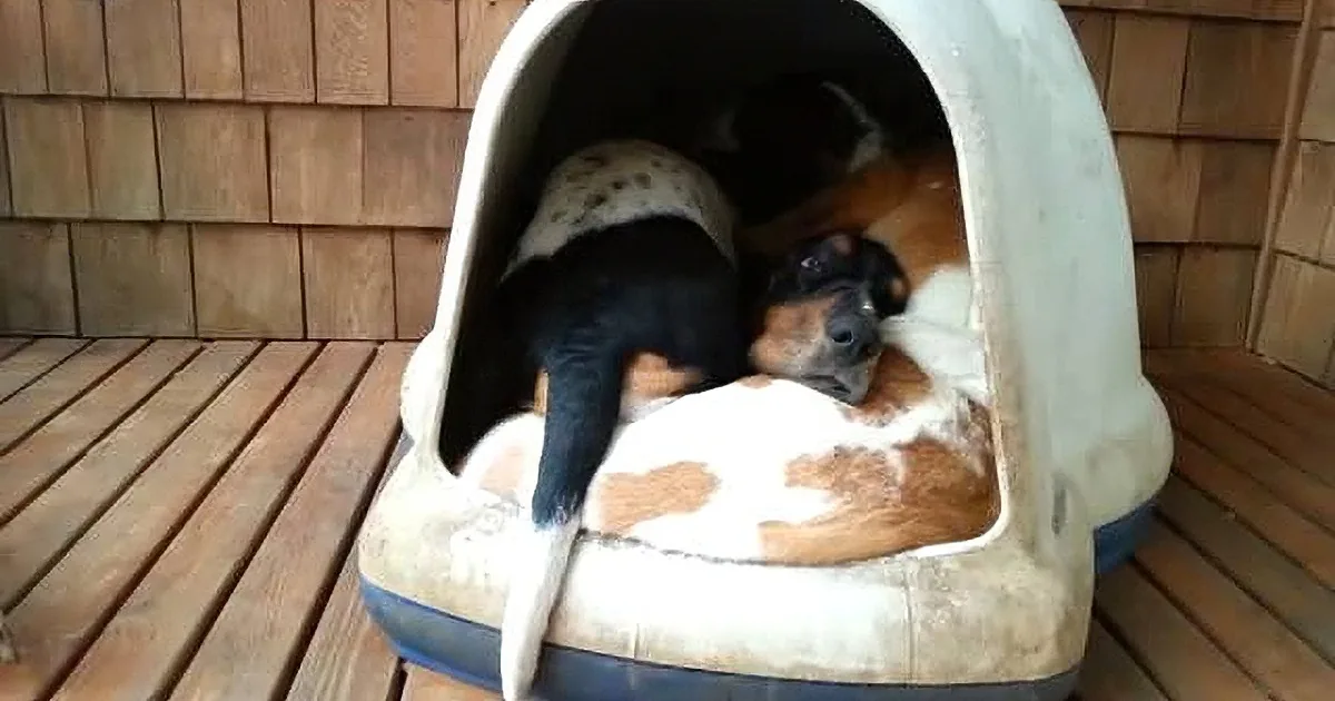 Woman Spots Her Dogs Sleeping. She Grabs Her Camera and Films a Hilarious Surprise