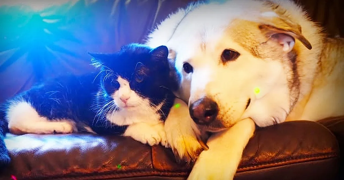 Family Adopted a 20 Year-Old Cat but Never Imagined How Much Love He Had Left to Give