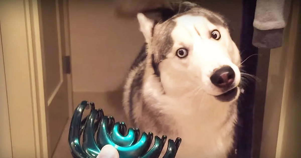 When His Human Pulls out the Scary Green Hair Clip, This Dog Makes the Funniest Face Ever