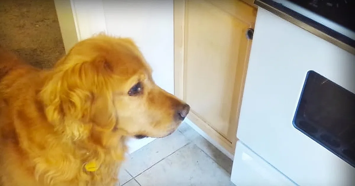 This Picky Dog Wouldn''t Eat Her Dry Food, so Dad Came up With a Brilliant Solution...