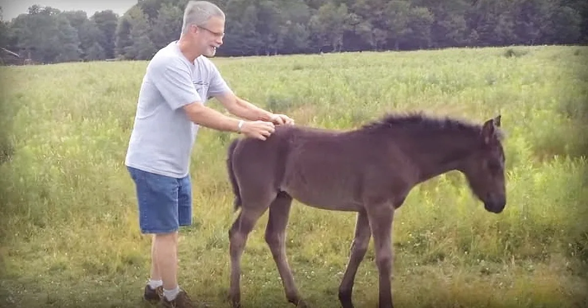 Baby Horse Doesn''t Like It When He Stops Petting Her. Her Revenge? You Won''t Stop Laughing
