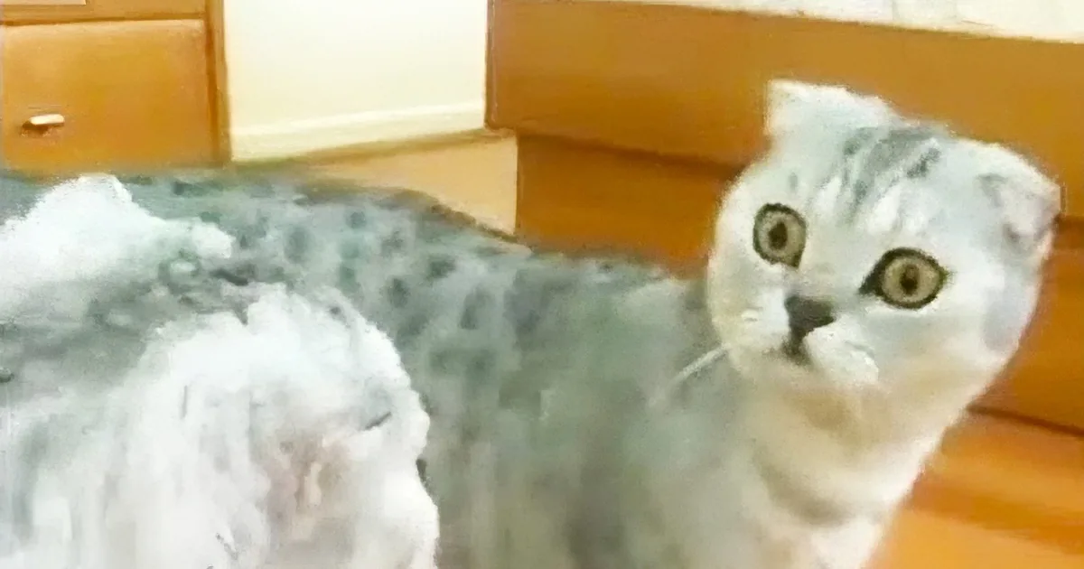 Cat Looks in the Mirror for the First Time Ever. He Proceeds to Make the Craziest Face Ever