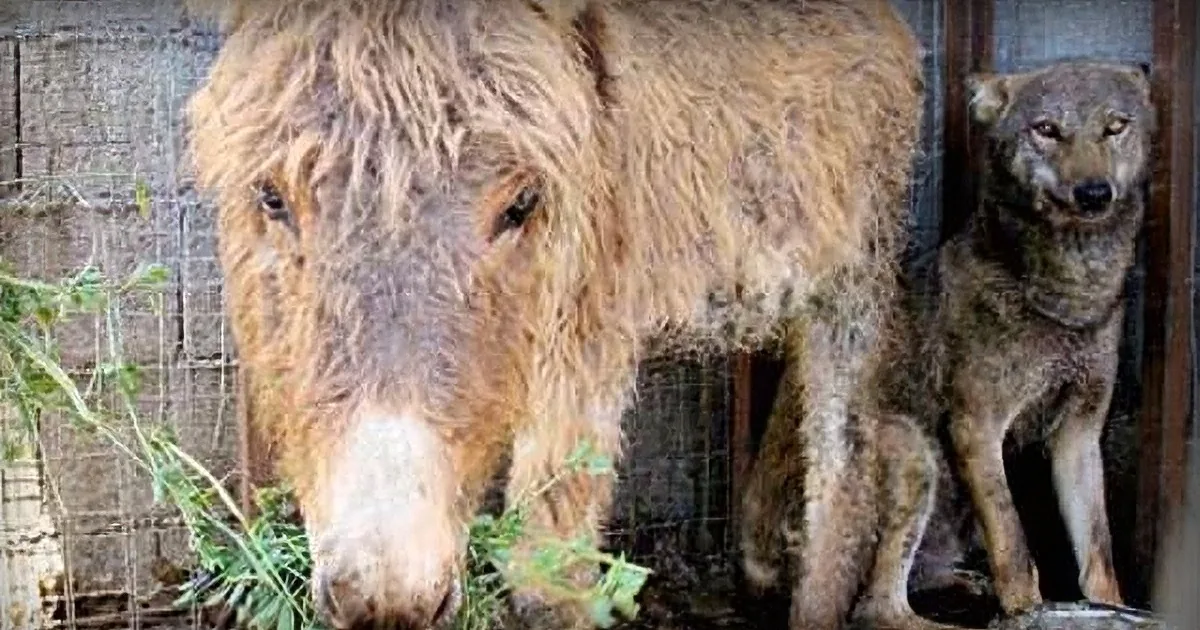 Man Tries to Feed a Wolf His Old Sick Donkey, He Is Stunned by How the Wolf Responds