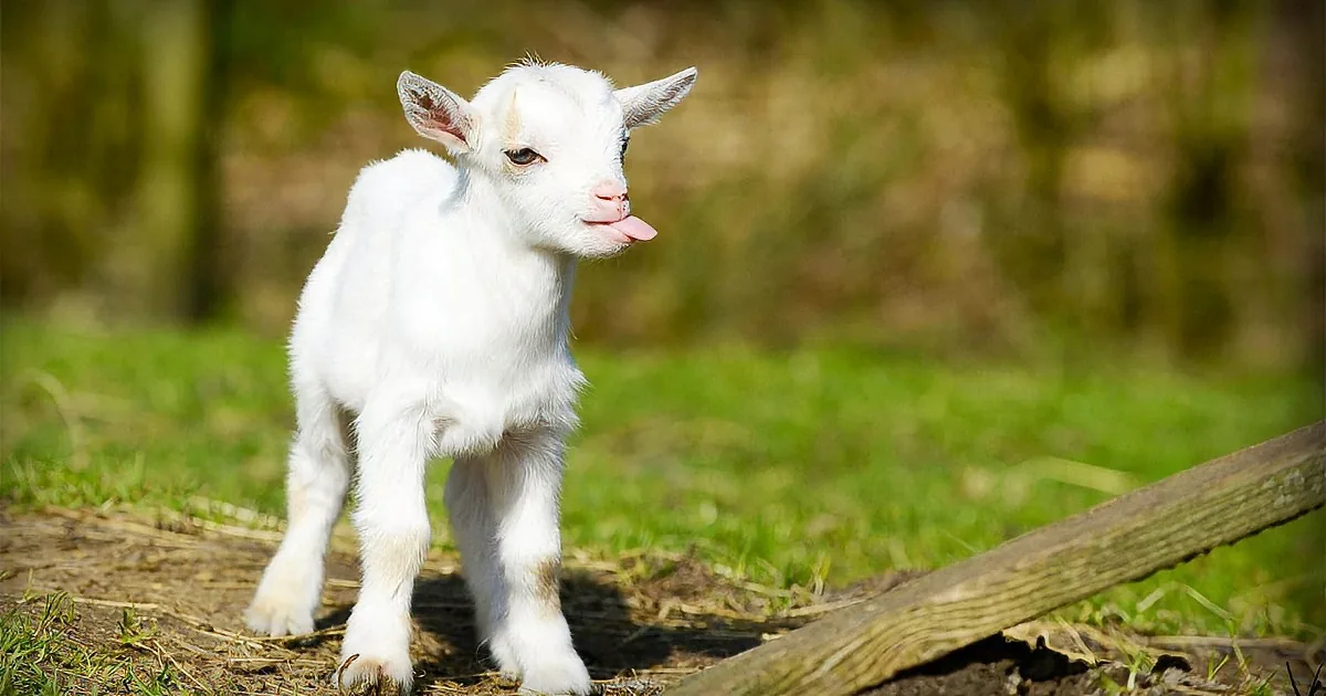 A white baby goat stands on grass, tongue out, looking to the side.
